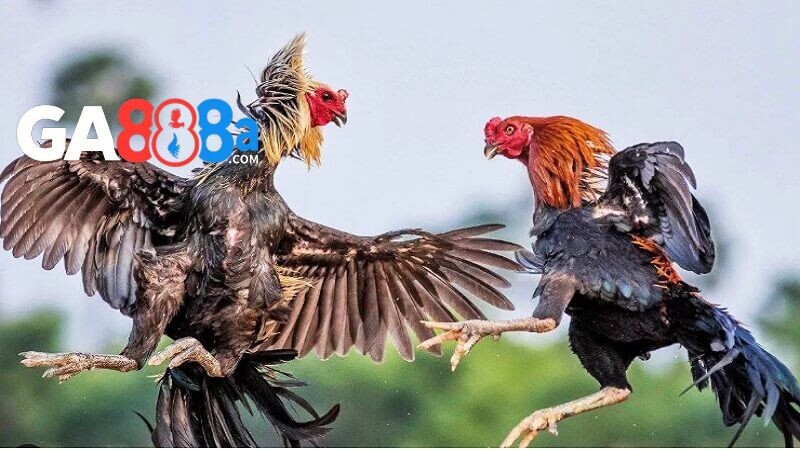 Tại sao sư kê cần phải biết cách Xem chân gà chọi ?