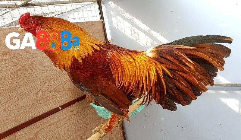 5 yếu tố của đôi chân khi chọn gà thi đấu