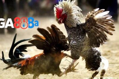 Xem chân gà chọi – Cách lựa chọn thần kê cực chiến