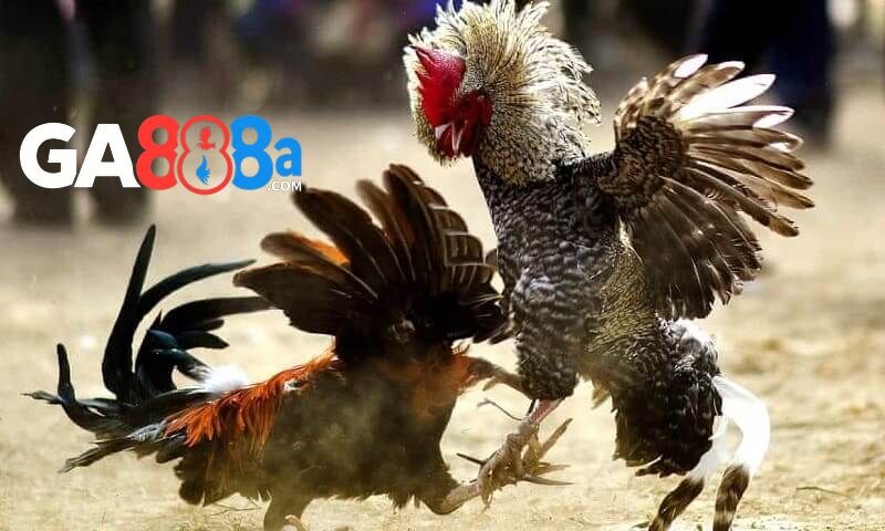 Những vảy chân gà quý hiếm để chọn thần kê