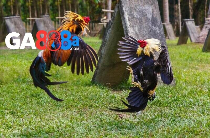 Lưu ý cần nắm khi Xem chân gà chọi