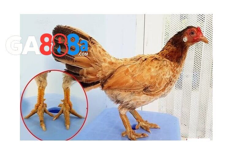 Yếu tố ngoại hình khi chọn gà mẹ làm giống