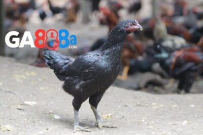 [Chia sẻ] Cách chọn gà chọi mái chuẩn xác ít người biết