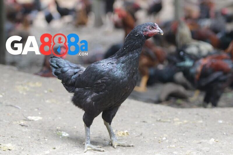 Tính hiếu chiến của gà đá thừa hưởng từ mẹ