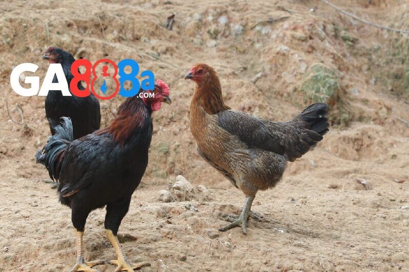 Chọn gà mái rặc để đúc giống chuẩn nhất