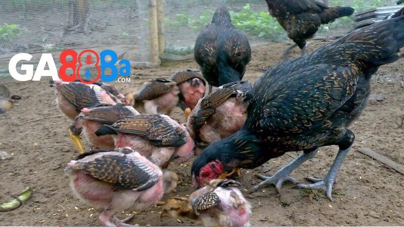 Cách chọn gà chọi mái cần chú ý điều gì?