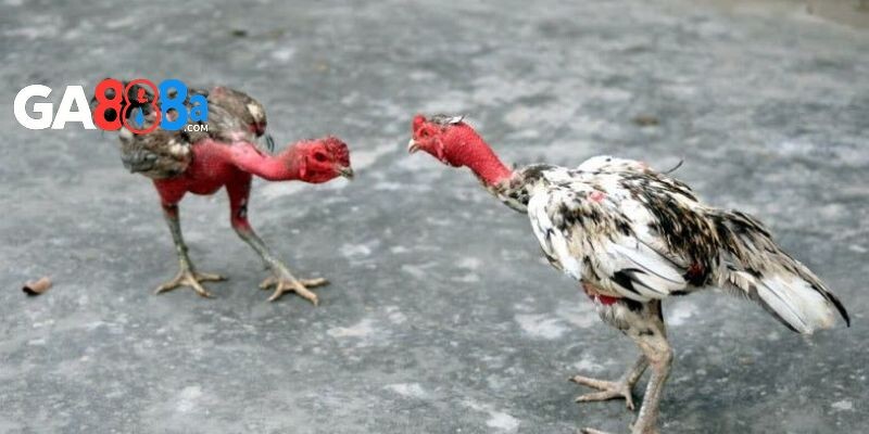 Cách nuôi gà chọi con trở thành chiến binh gan lì