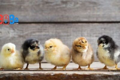 Cùng GA888 khám phá cách nuôi gà chọi con trở thành chiến kê