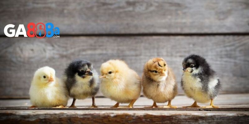 Cách chọn gà chọi con