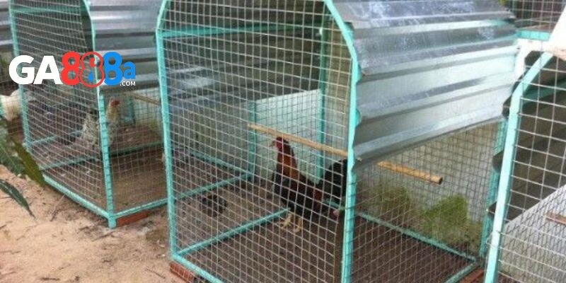 Làm chuồng trại cho gà chọi con