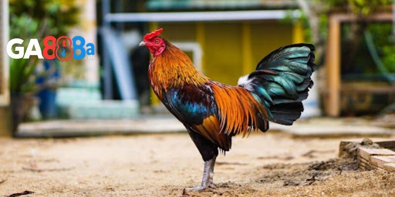 Chế độ chăm sóc và phòng bệnh đối với gà chọi con