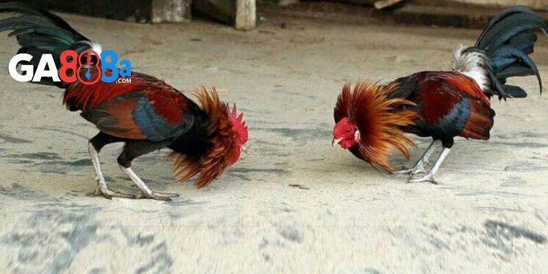 Chế độ tập luyện cho gà chọi con