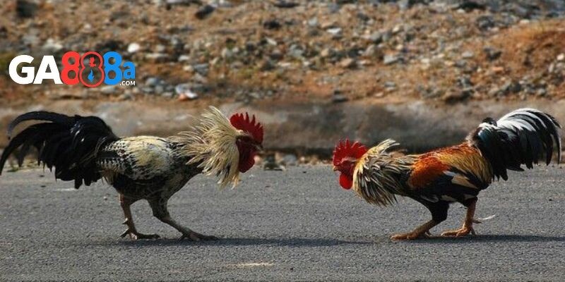 Một số lưu ý trong cách nuôi gà chọi con