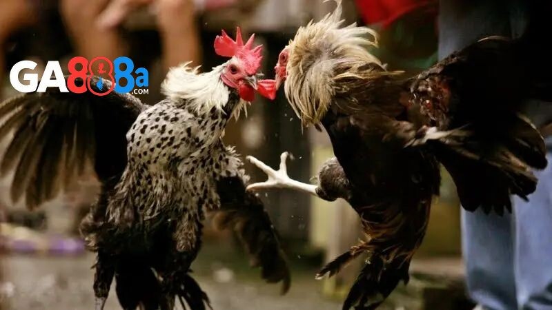 Cách nuôi gà đá giúp gà sung mãn