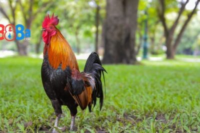 Cách nuôi gà đá sung mãn, bách chiến bách thắng cùng GA888