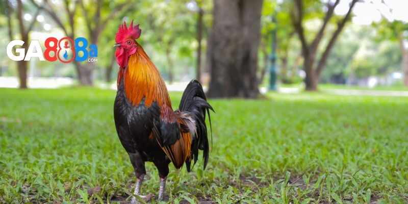 Xây dựng chuồng trại hợp lý cho gà