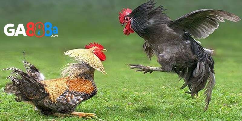 Chế độ huấn luyện gà đá