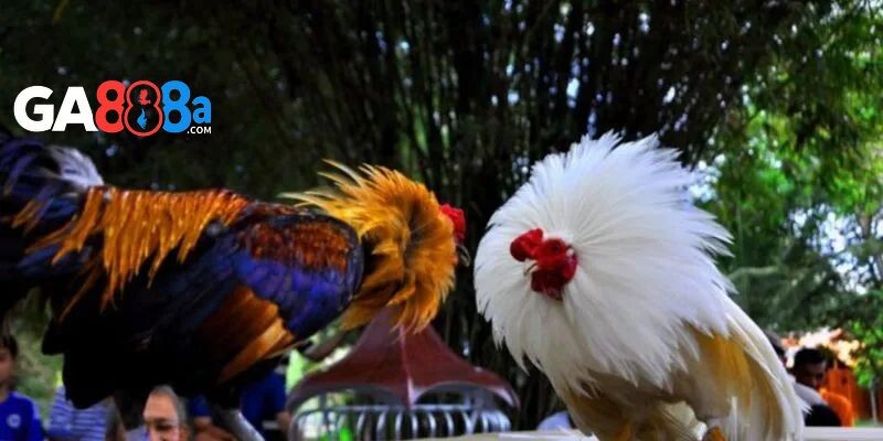 Chăm sóc sức khỏe gà đá