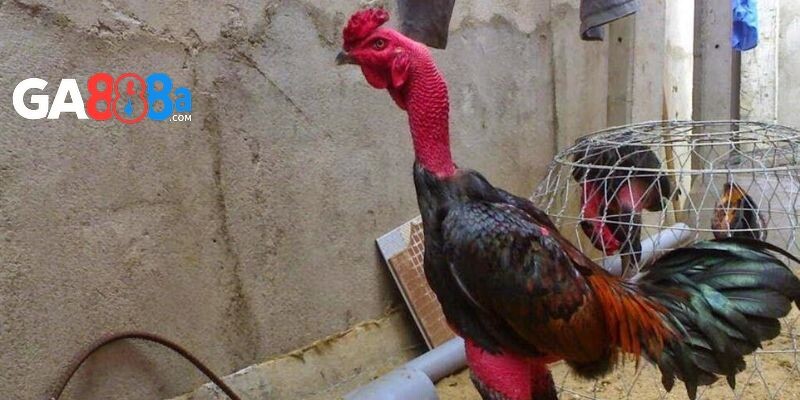 Một số lưu ý trong cách nuôi gà đá