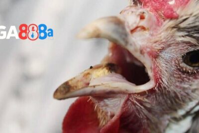 Cách trị gà đá bị khò khè theo chuyên gia tại GA888
