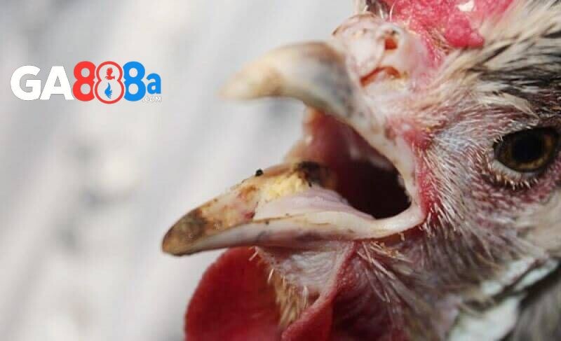 Lây lan từ những con gà bệnh khác
