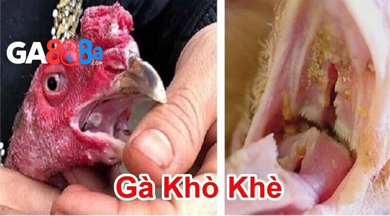 Thể trạng gà đá yếu, sức đề kháng kém