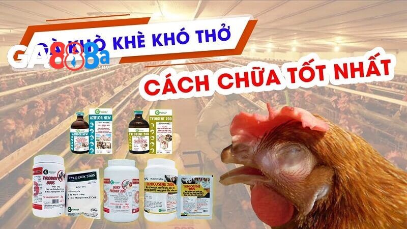 Cách trị gà đá khò khè nặng, kéo dài bằng thuốc đặc trị