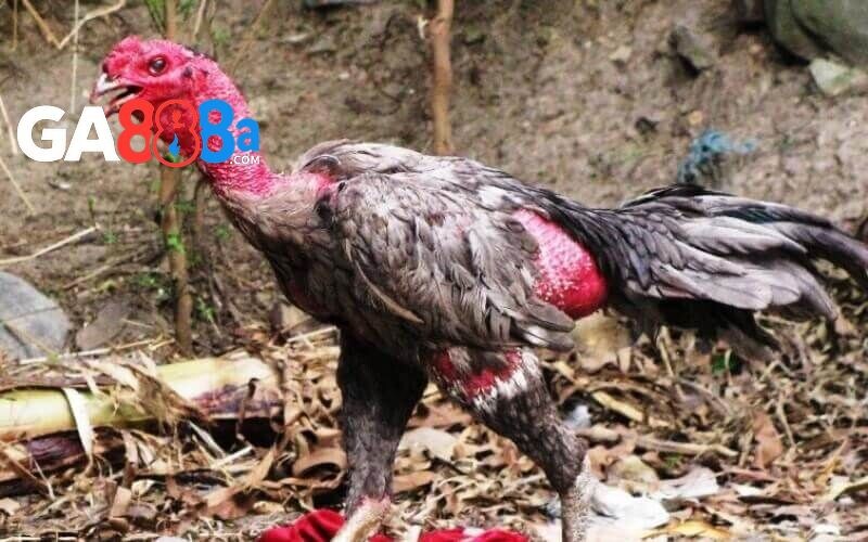 Những dấu hiệu dễ nhận biết tình trạng gà đá bị khò khè