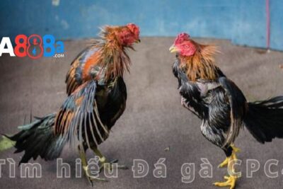 Đá gà CPC4 – Web đá gà trực tiếp uy tín tại GA888