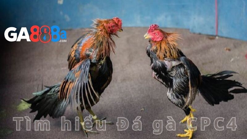 Tìm hiểu Đá gà CPC4 tại GA888