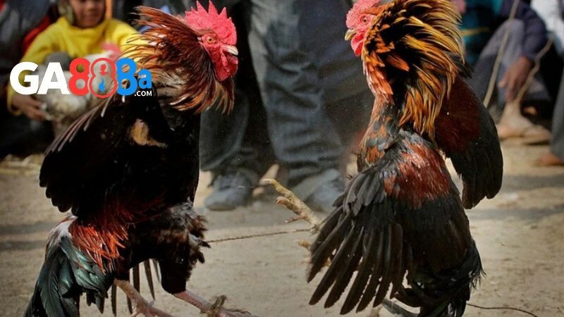 Ưu điểm của đá gà tại trường CPC4