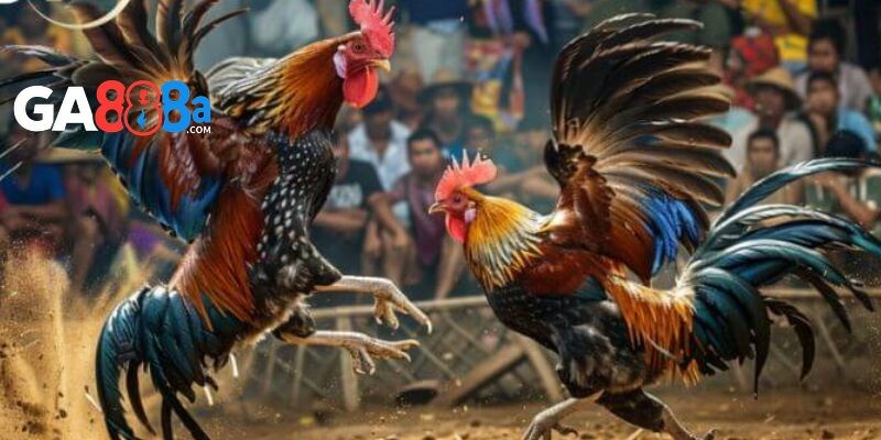 Những thể loại đá gà tại đấu trường CPC4