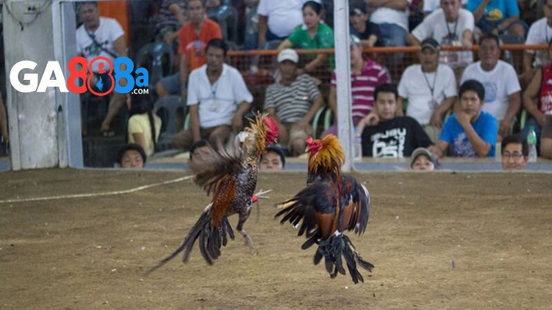 Bí kíp chơi đá gà dễ thắng lớn