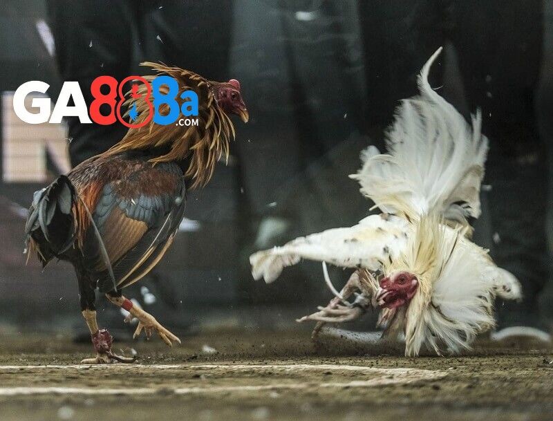 Đá gà bình luận khiến trận đấu thêm cuốn hút