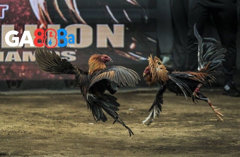 Bình luận theo diễn biến trận đấu