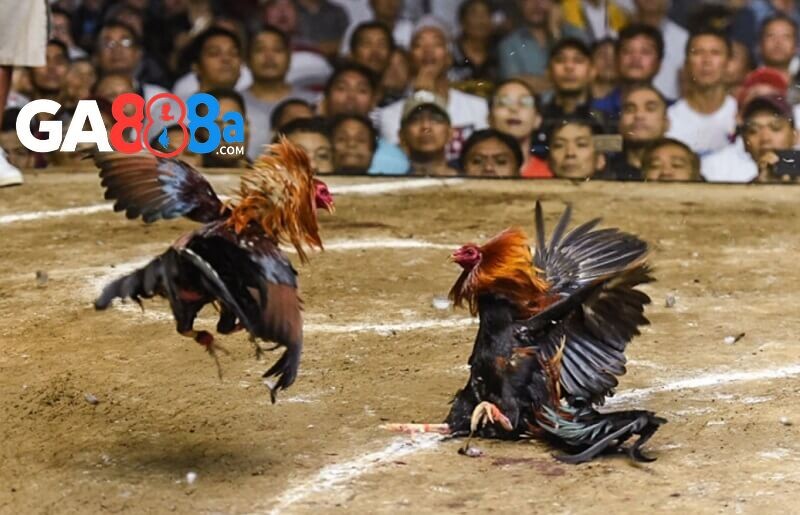 Chất lượng hình ảnh trận đấu đá gà sắc nét, truyền tải mượt mà