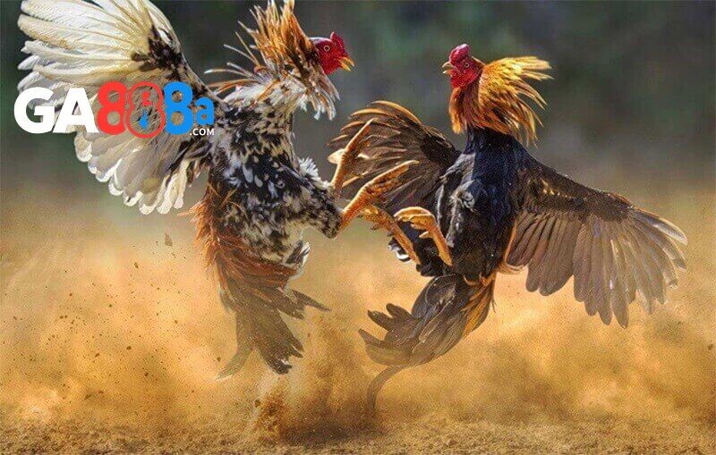 Lồng ghép các cụm từ đặc biệt tạo ấn tượng