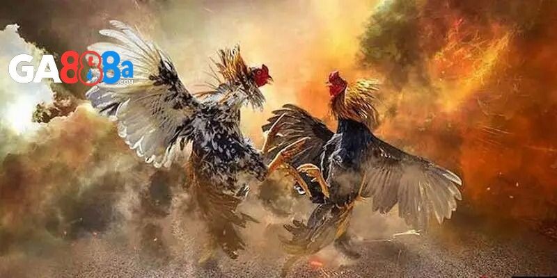 Khái quát về sản phẩm đá gà casino tại GA888