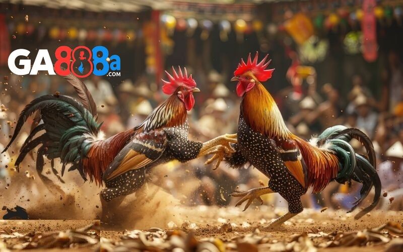 Một vài bí quyết chơi đá gà casino thành công tại GA888