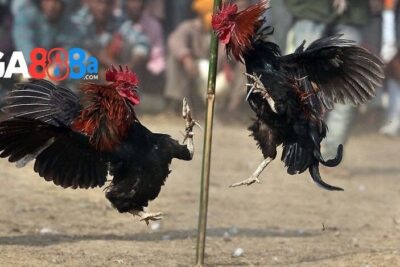 Đá gà CPC1 GA888 – Trực tiếp live đá gà C1 Campuchia