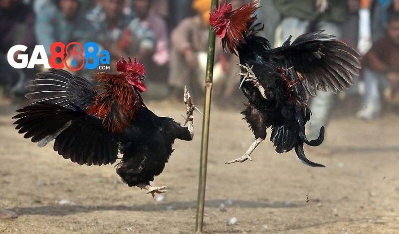 Đôi nét thông tin về đá gà online hấp dẫn tại CPC1