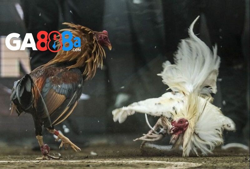 Lý do nhiều anh em chọn xem đá gà tại CPC1