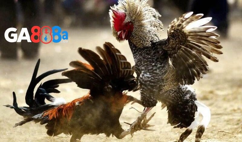 Những hình thức đá gà cuốn hút bạn nên biết tại CPC1 GA888