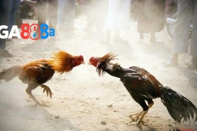 Đá gà CPC2 GA888 – Trường gà với nhiều trận đấu hấp dẫn
