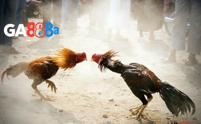 Giới thiệu về đá gà CPC2