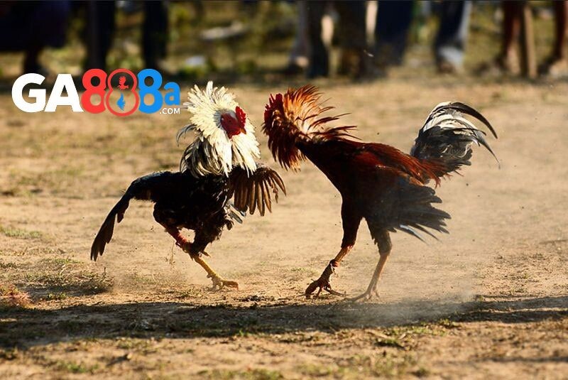 Đá gà sảnh CPC2 nơi quy tụ những trận gà đỉnh cao