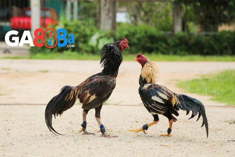 Kinh nghiệm chơi đá gà tại sảnh CPC2 bất bại từ cao thủ