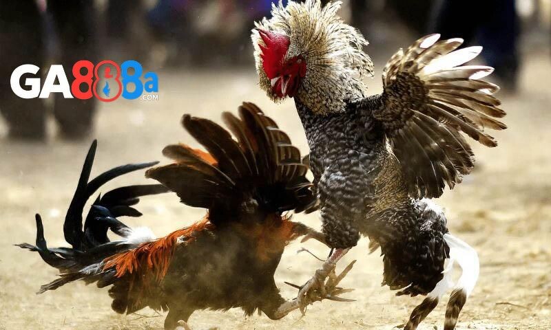 Đá gà CPC3 GA888 là gì?