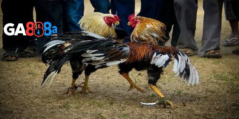 Quy trình thi đấu đá gà CPC3