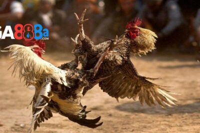 Đá gà CPC3 GA888 – Link xem đá gà trực tuyến 2025